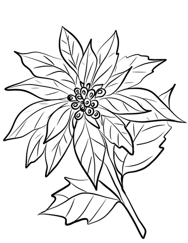 Poinsettia Flower Coloring Page